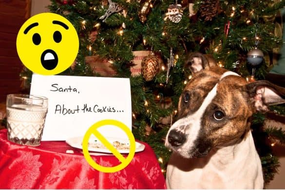 Ein Hund sitzt mit angelegten Ohren vor einem leeren Teller Keksen vor einem Weihnachtsbaum. Daneben steht ein Zettel mit der Aufschrift "Santa, wegen der Kekse...". Die Situation soll humorvoll zeigen, dass Hunde keine Essensreste bekommen sollten.
