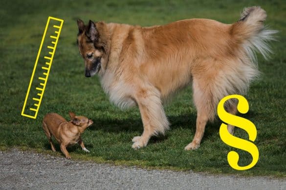 Ein großer und ein kleiner Hund sehen sich skeptisch an, neben ihnen ist als Symbol für die 40/20-Regel der Gesetzesänderung in Oberösterreich ein Maßstab und ein Paragraf zu sehen.