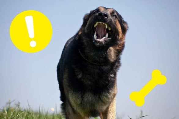 Ein Hund mit gefletschten Zähnen neben einem Rufzeichen und einem Kauknochen steht für das Werwolf-Syndrom.
