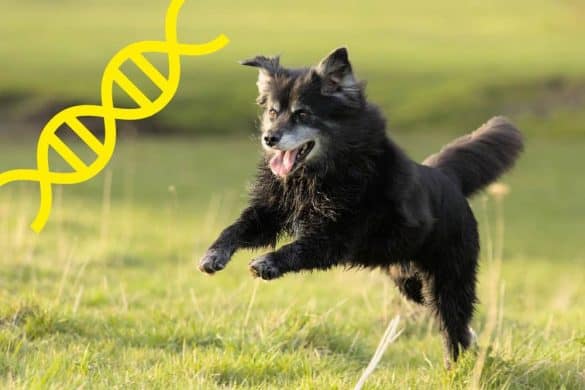 Ein älterer Hund, dem das Altern gut steht, läuft über eine Wiese.