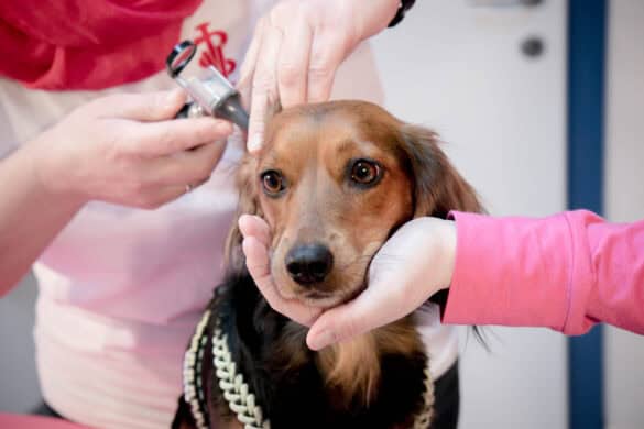 Gastkommentar zum Medical Training für Hunde von Anna Oblasser-Mirtl