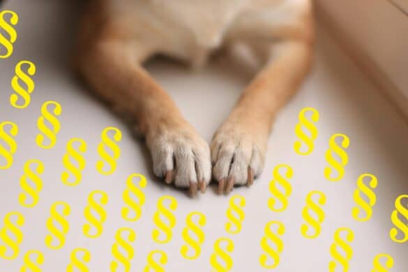 Zughalsbänder ohne Stopp sind dank der Tierschutznovelle 2025 gesetzlich verboten