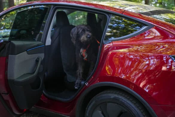 Hund im Autoinnenraum, Tesla Model Y, Haustier im Fahrzeug, Hundefreundliche Reise, Tiergerecht unterwegs, Hund auf Reisen, Elektroauto mit Hund, Tierfreundliche Mobilität, Hund im Auto, Automobil und Hund Kombination.