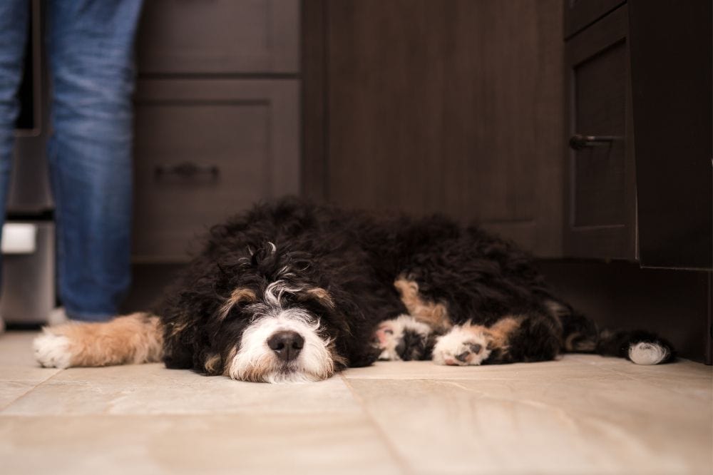 Bernedoodle sitzt im Gras – großer dreifarbiger Doodle-Familienhund