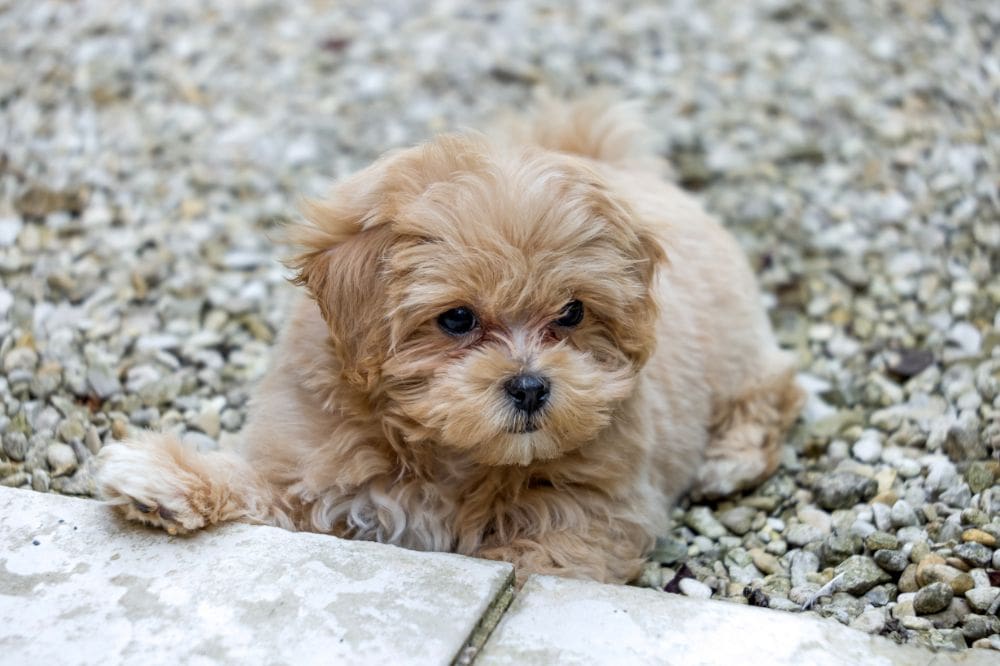 Maltipoo sitzt auf dem Sofa – kleiner sensibler Doodle-Wohnungshund