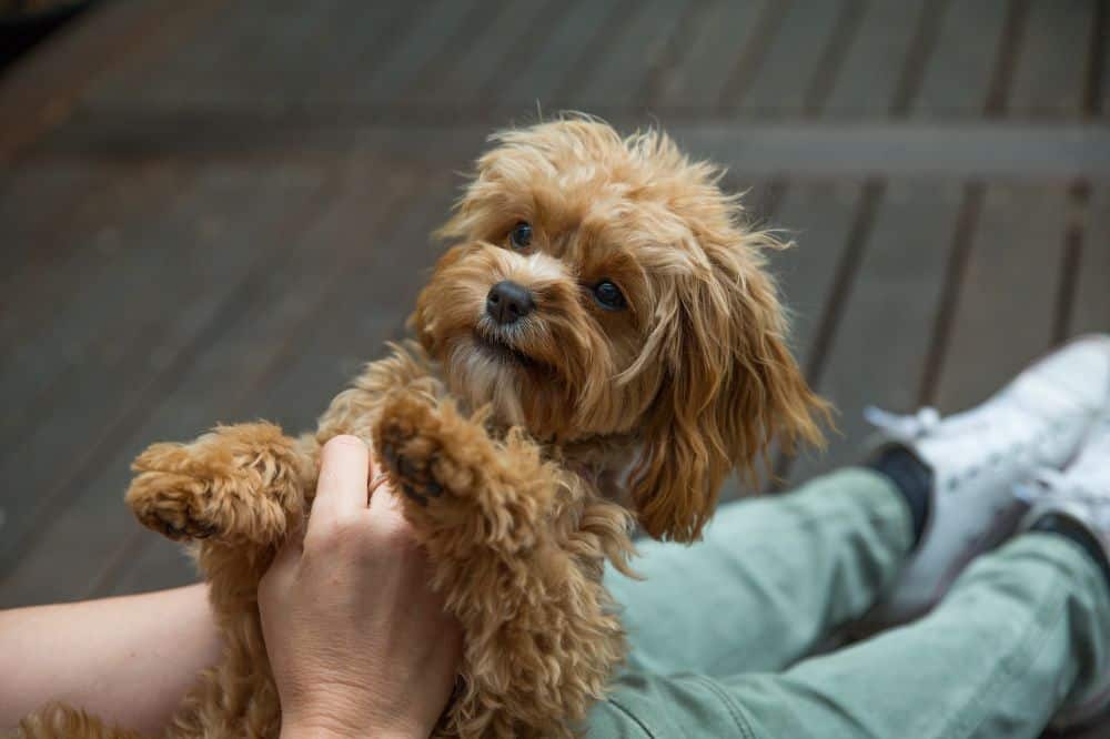 Cavapoo liegt entspannt auf einem Sofa – kleiner verschmuster Doodle-Hund