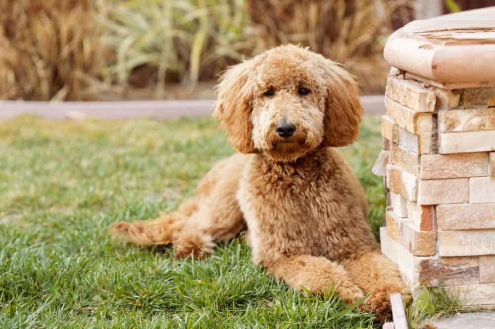 Goldendoodle steht auf einer Wiese und schaut aufmerksam – typischer Goldendoodle-Familienhund