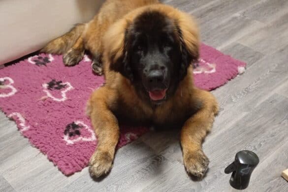 Fellpflege;Hundefriseur