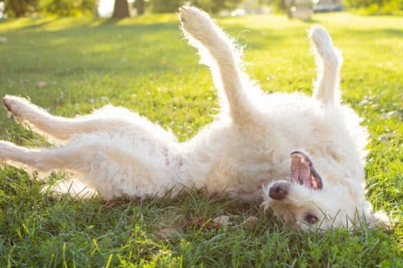 Lockernder Hund liegt auf Gras, spielt oder entspannt im Park, fröhlich und lebendig, perfekte Sommertage, Freude mit Vierbeinern, hunde-enthusiastisch, Natur, Tierliebe, Hundespaziergang,aktive Freizeit.