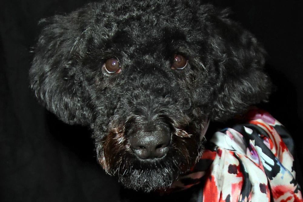 Whoodle steht im hohen Gras – lebhafter Terrier-Pudel-Mix