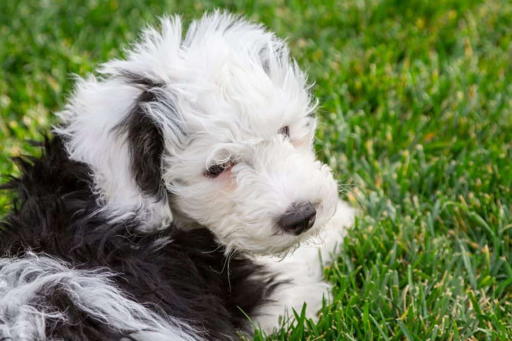 Sheepadoodle läuft über eine Wiese – großer temperamentvoller Hütehund-Doodle