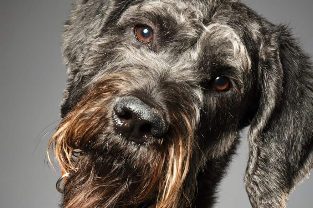 Schnoodle sitzt aufmerksam im Gras – wachsamer Schnauzer-Pudel-Mix