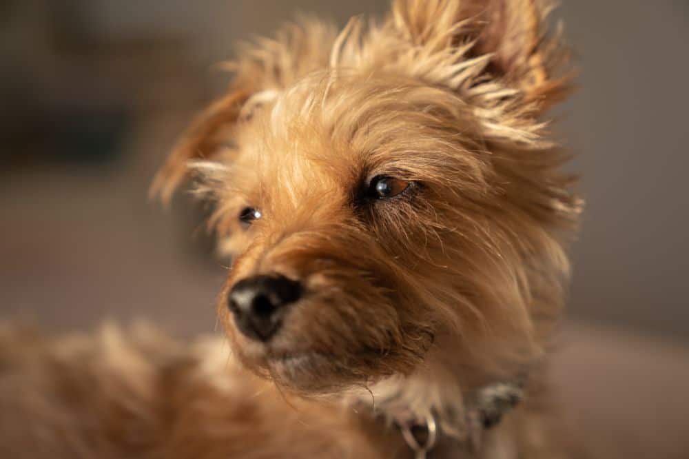 Yorkiepoo sitzt auf einer Decke – sehr kleiner Doodle mit viel Charakter