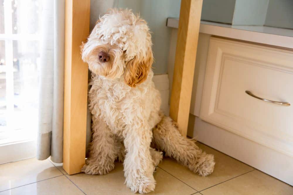 Cockapoo steht im Gras – kleiner fröhlicher Doodle-Familienhund