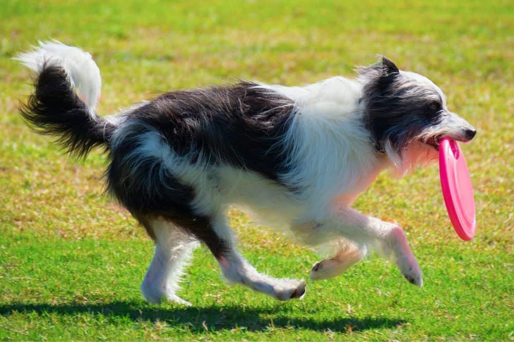 Bordoodle sprintet über eine Wiese – sportlicher und arbeitsfreudiger Doodle-Hund
