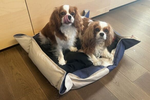 Stoov Hundebett NOOK S3 im Test