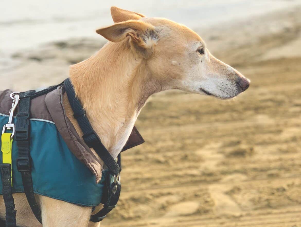 Hund mit schweifendem Blick – Greyhound in ruhiger Umgebung