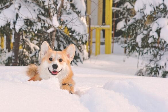 Welsh_Corgie liegt im Schnee