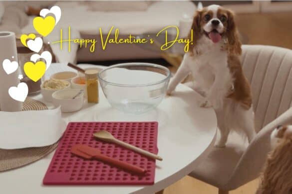 hundekekse rezept kekse fuer hunde die hundezeitung Cavalier King Charles Spaniel