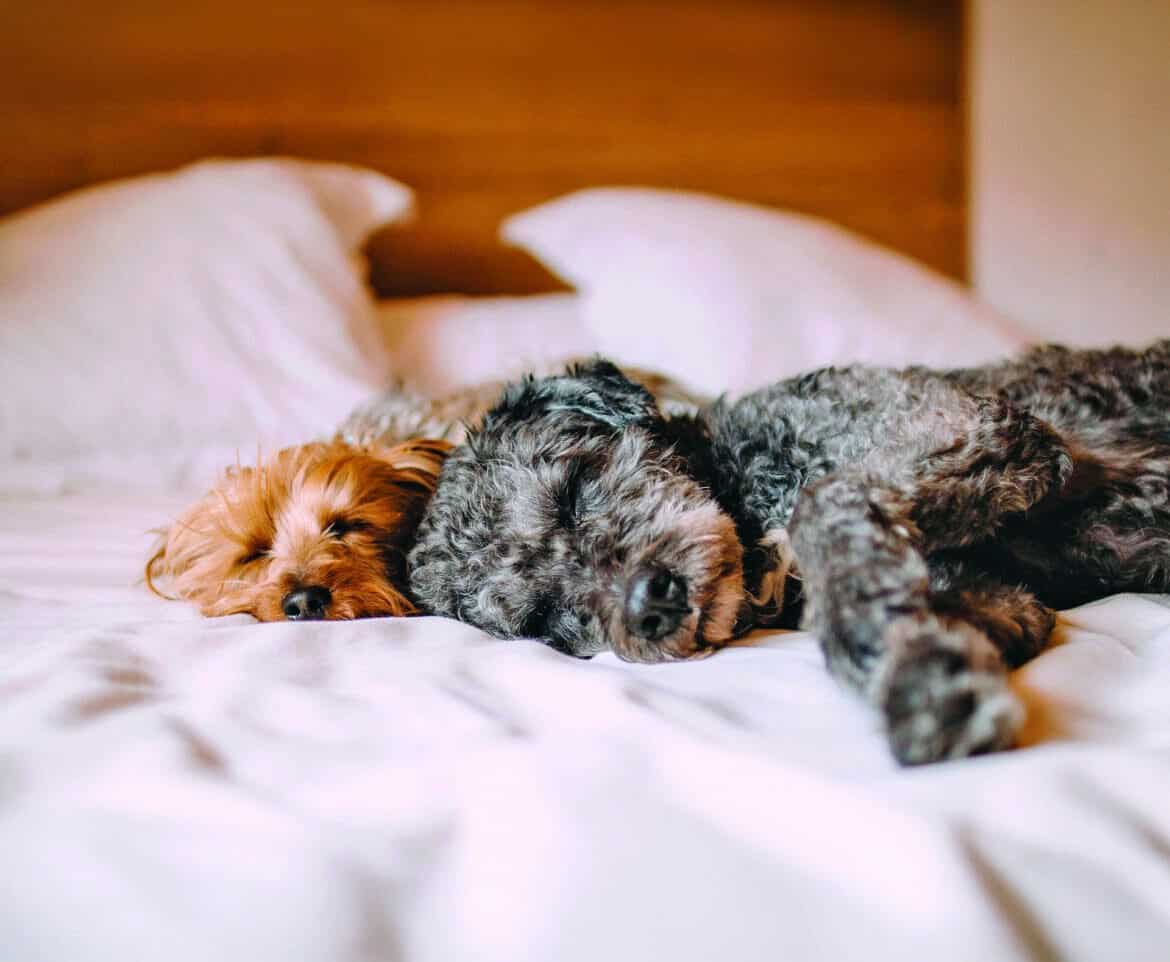 Hunde am Limit / Hunde im Dauerstress dank Reizüberflutung im Alltag