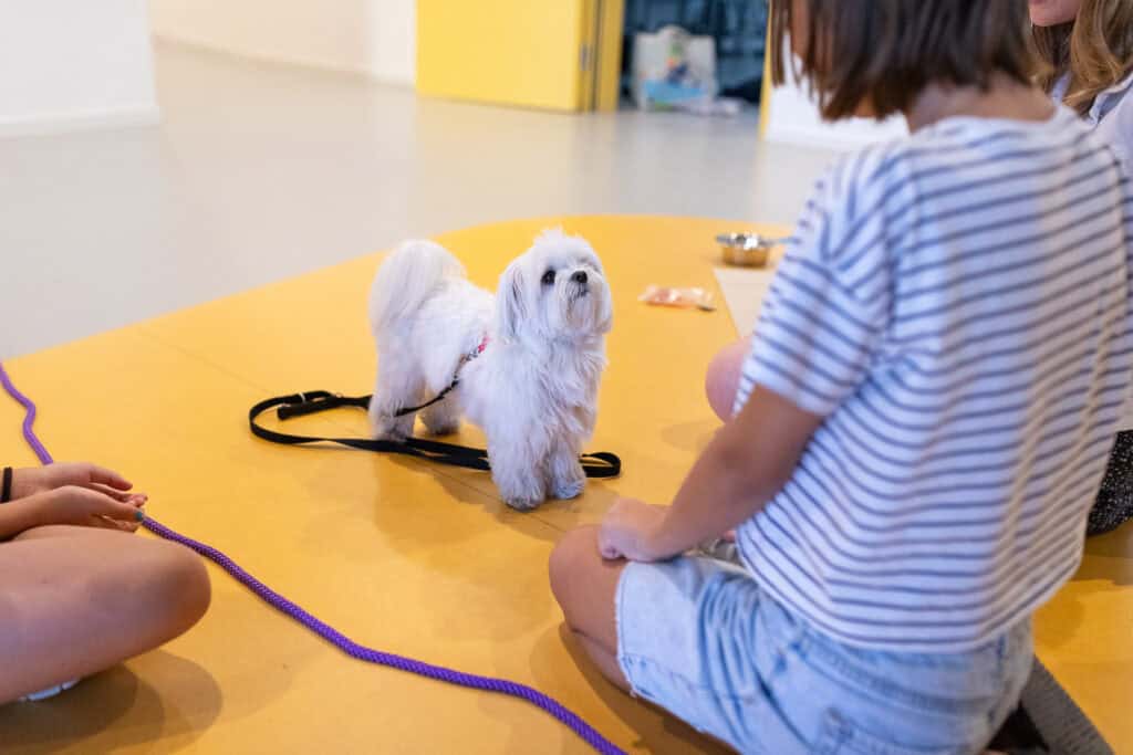 Tiergestützte Intervention / Hundegestützte Intervention