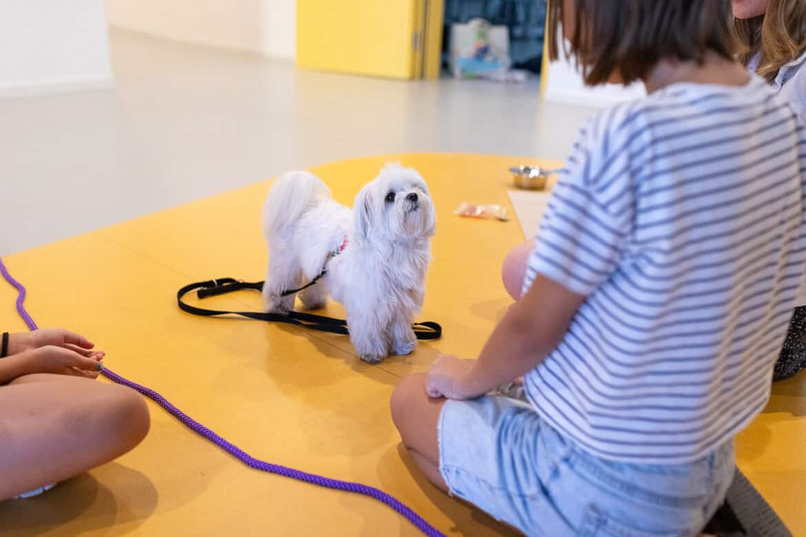 Tiergestützte Intervention / Hundegestützte Intervention