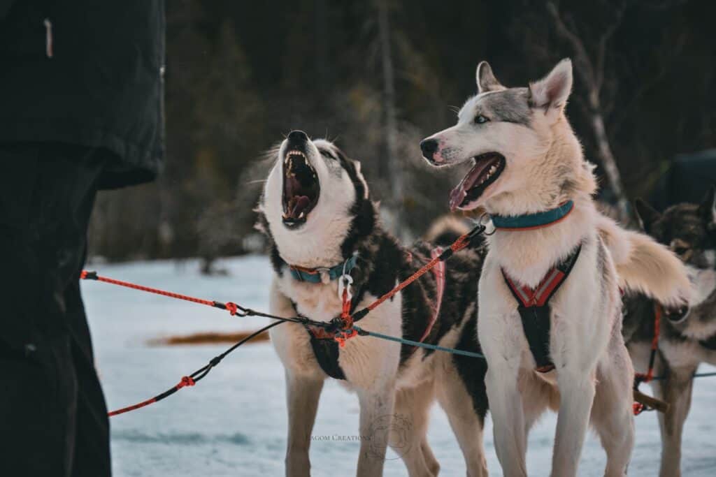 Tiergestützte Intervention / Hundegestützte Intervention