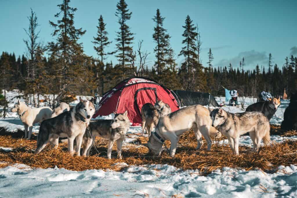 Tiergestützte Intervention / Hundegestützte Intervention