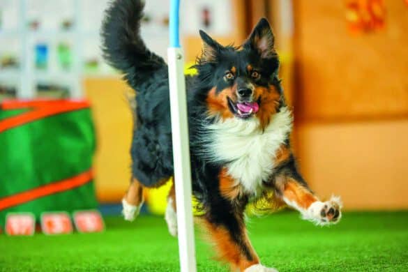 Ein schwarz-braun-weißer Hund läuft aufmerksam und freudig durch einen Trainingsparcours. Das Bild eignet sich besonders für Artikel über Hoopers, Agility, Hundesport, Beschäftigung, Bewegung und Training mit Hund.